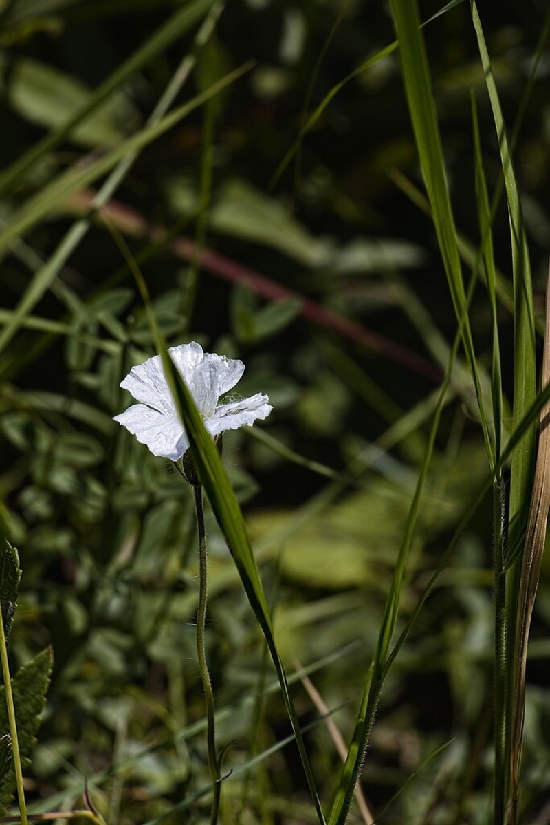 Monsonia praemorsa photo 8