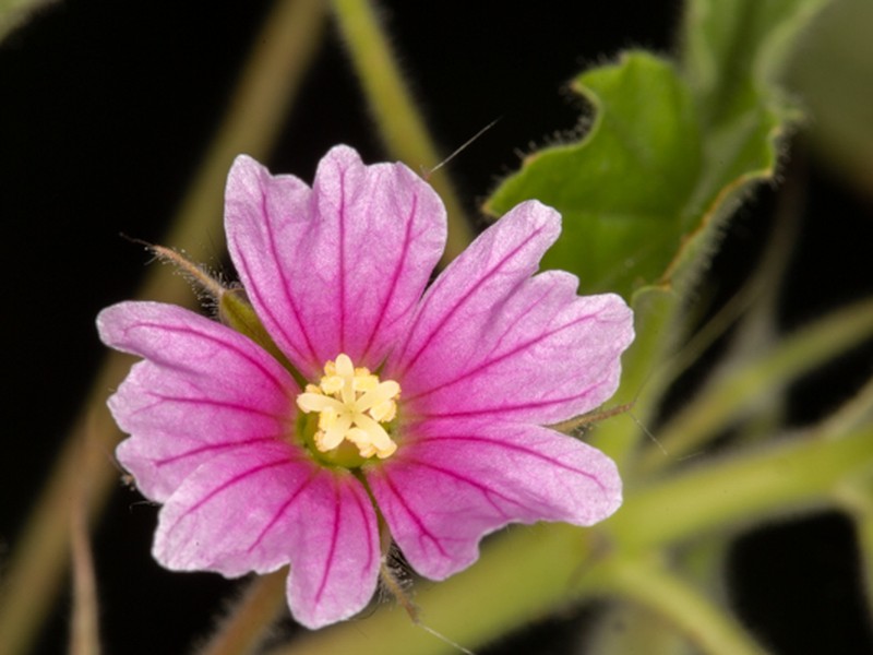 Monsonia senegalensis photo 2