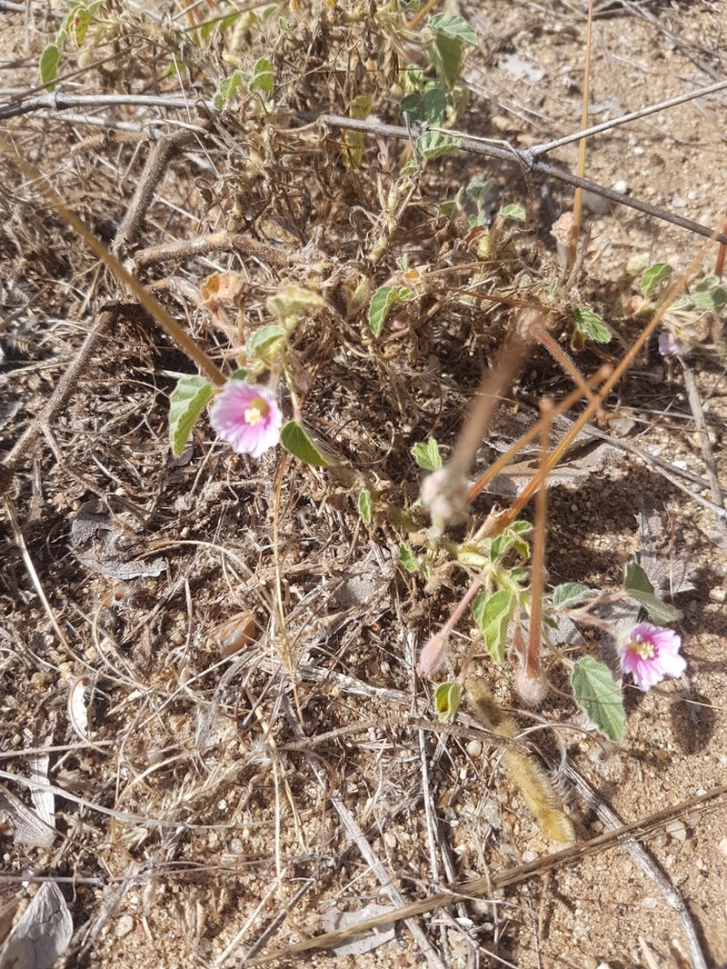 Monsonia senegalensis photo 3