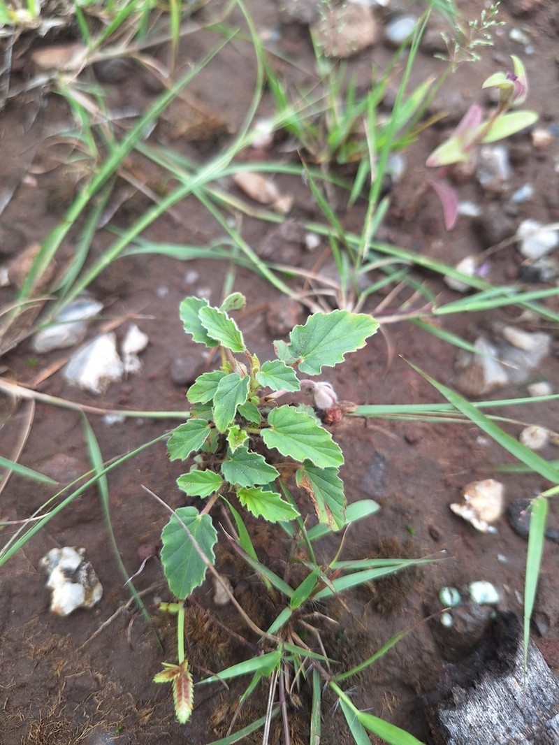 Monsonia senegalensis photo 4