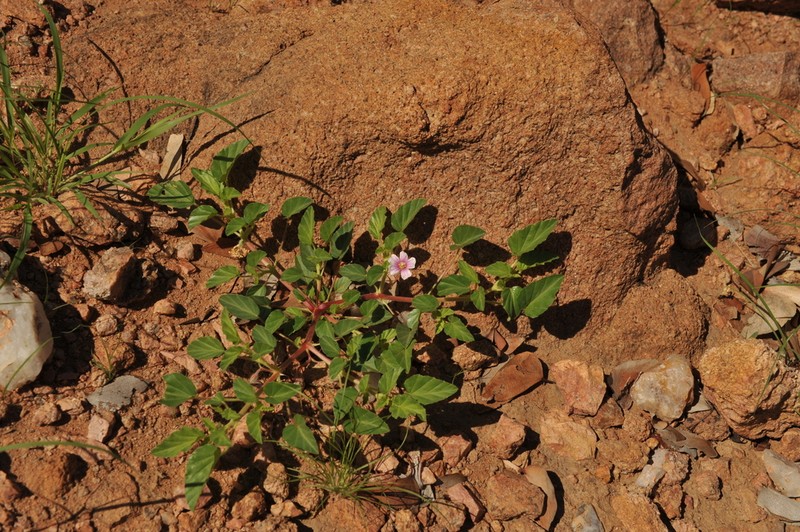 Monsonia senegalensis photo 5
