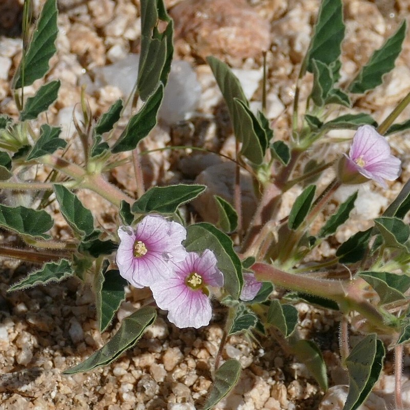 Monsonia senegalensis photo 6