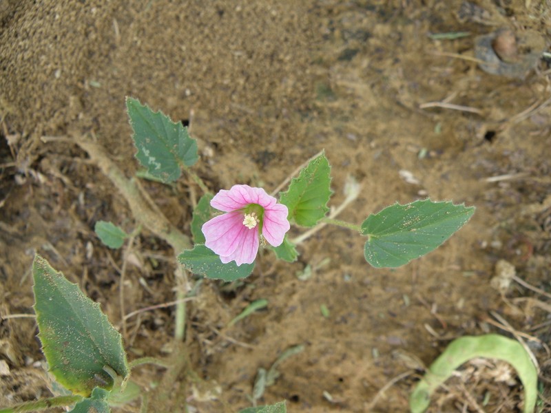 Monsonia senegalensis photo 7