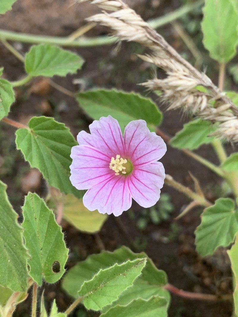 Monsonia senegalensis photo 8