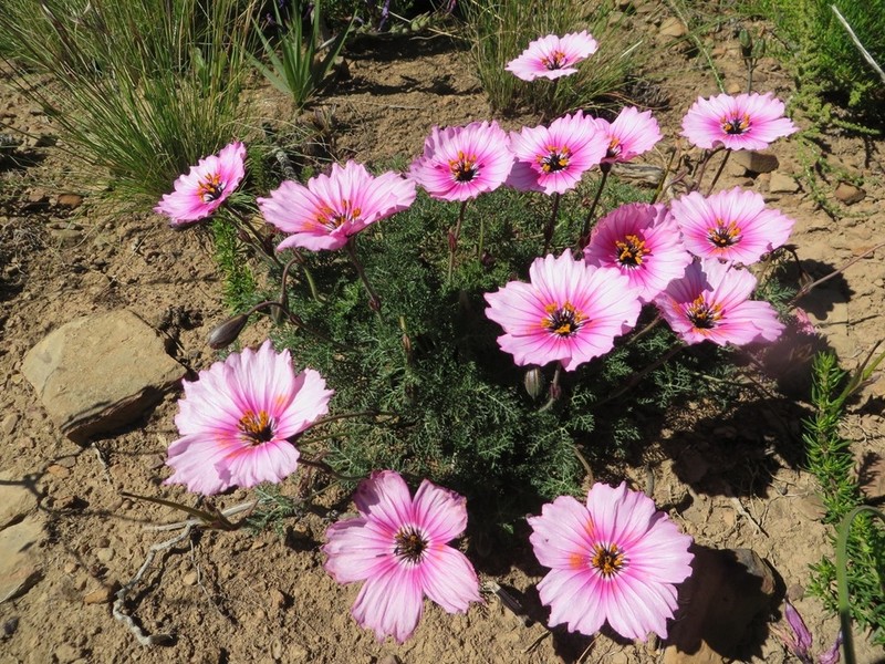 Monsonia speciosa photo 3
