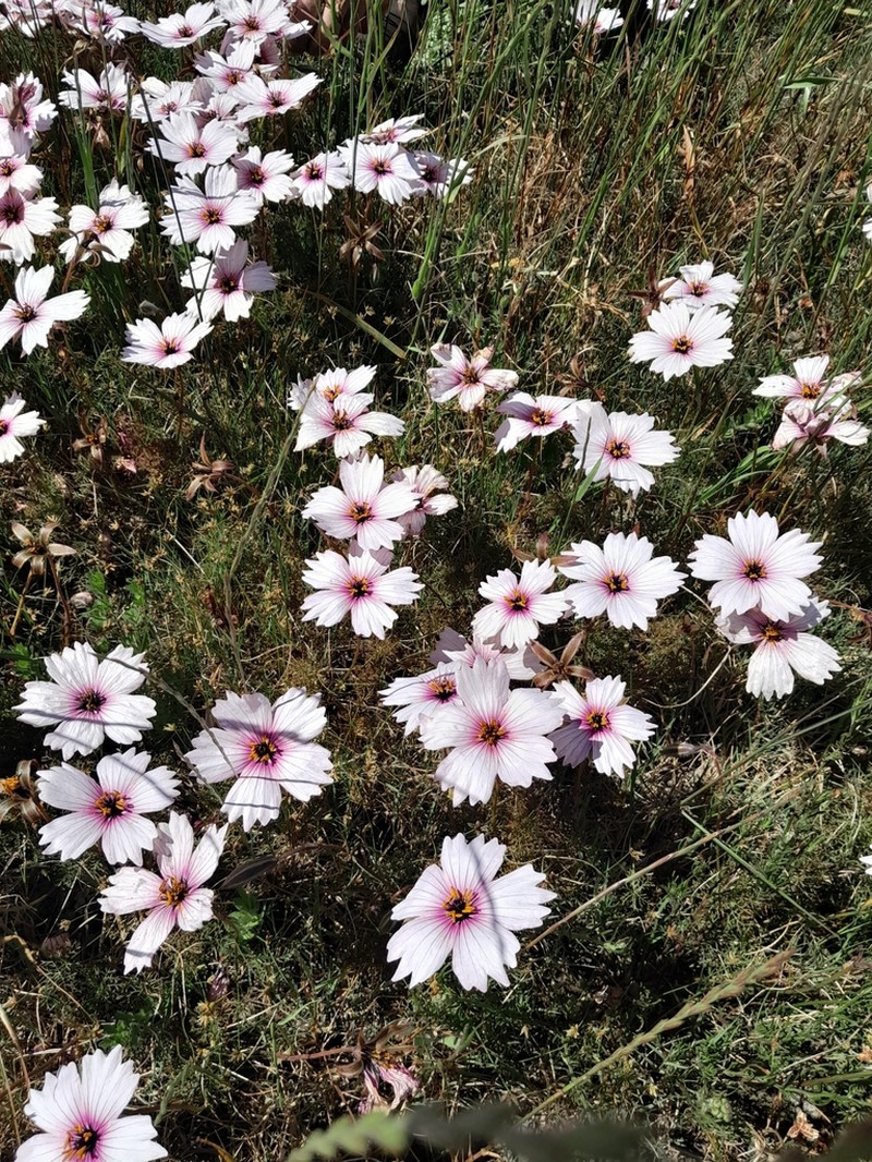 Monsonia speciosa photo 4