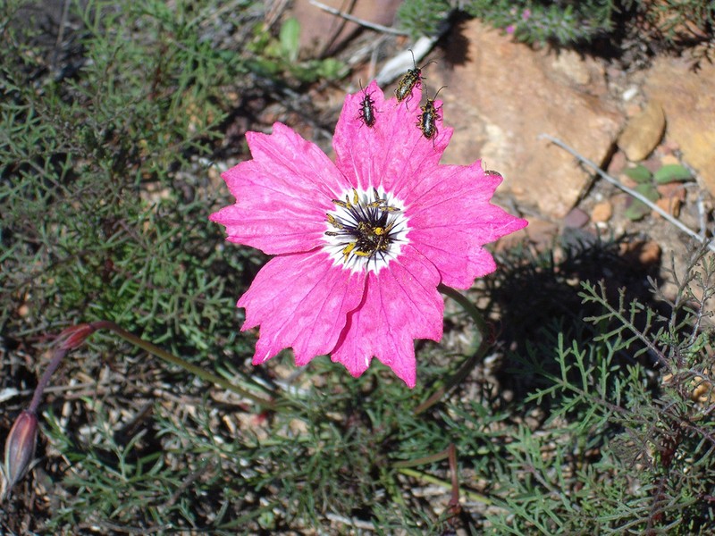 Monsonia speciosa photo 5