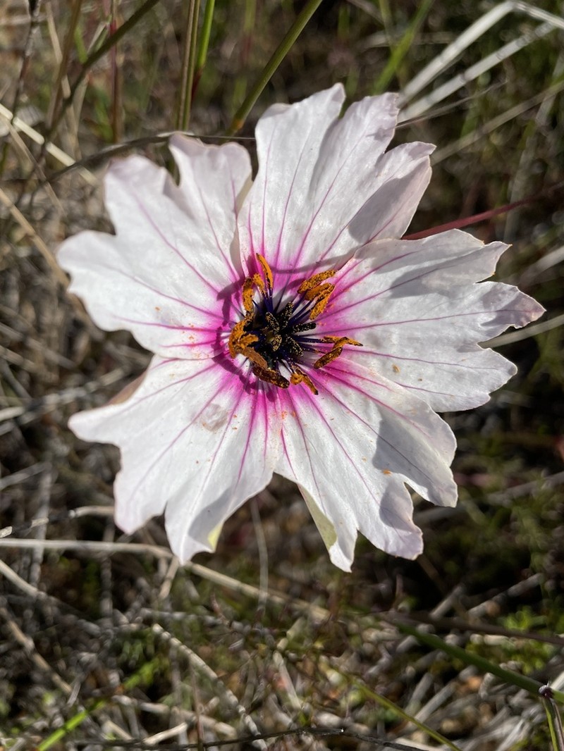 Monsonia speciosa photo 6