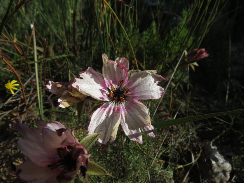 Monsonia speciosa photo 7