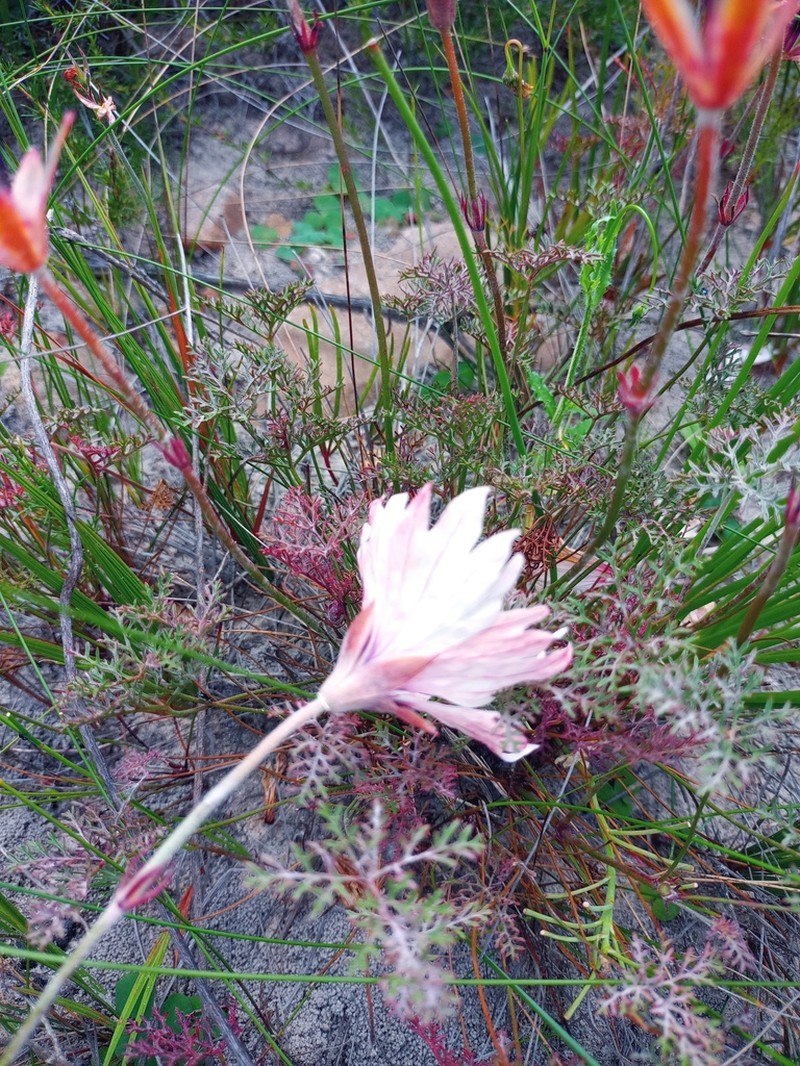 Monsonia speciosa photo 8