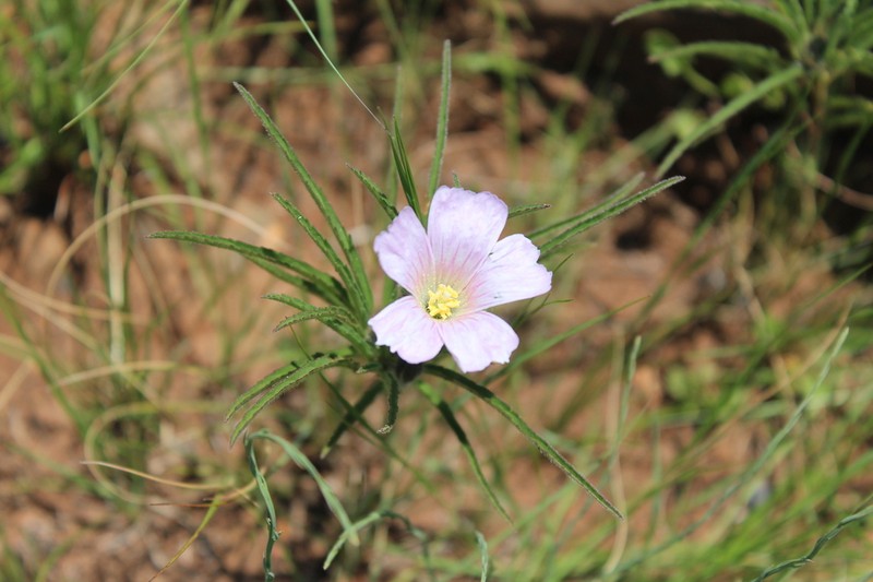 Monsonia transvaalensis