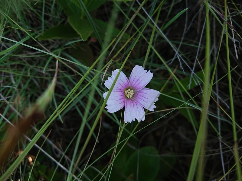 Monsonia transvaalensis photo 2