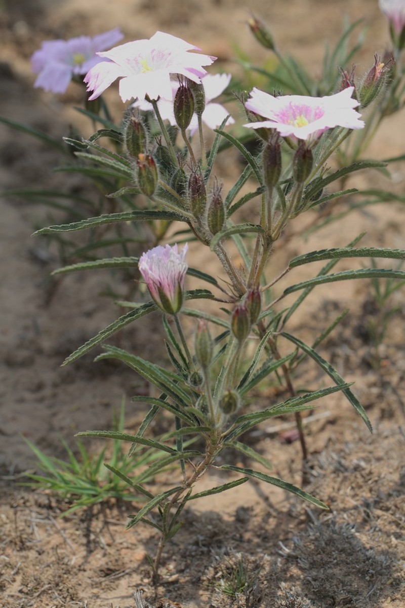 Monsonia transvaalensis photo 3