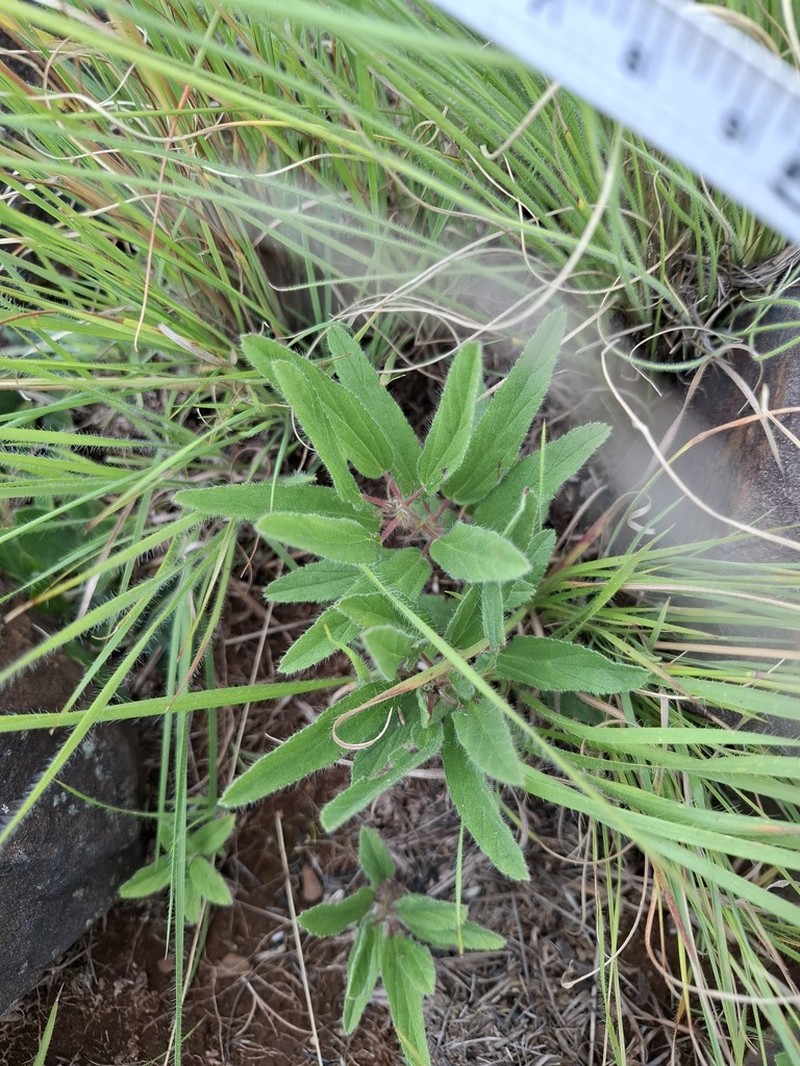 Monsonia transvaalensis photo 4