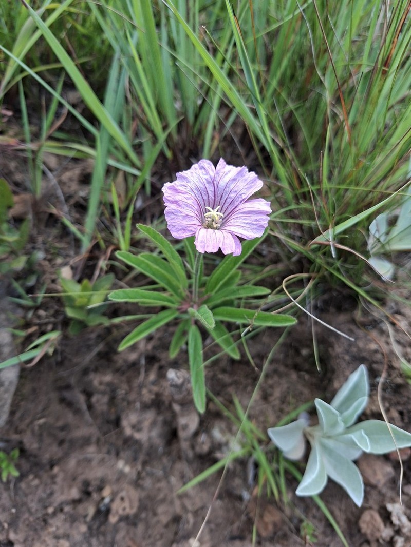 Monsonia transvaalensis photo 5