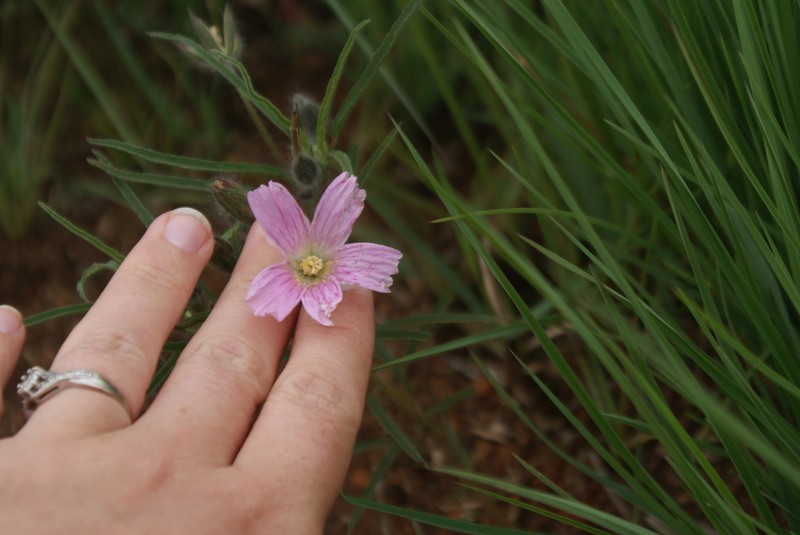 Monsonia transvaalensis photo 6