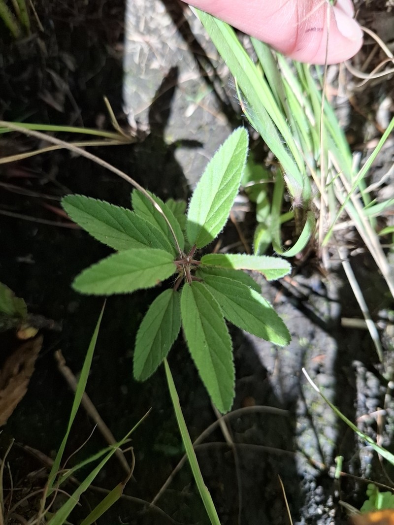Monsonia transvaalensis photo 7