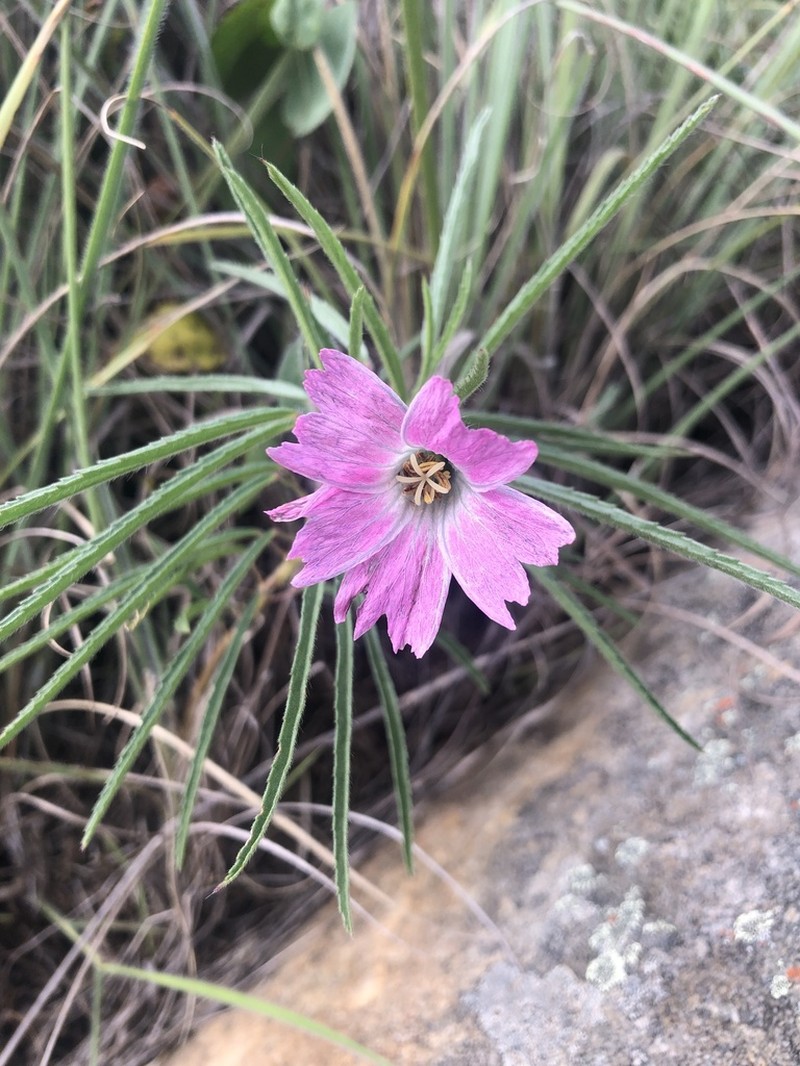 Monsonia transvaalensis photo 8