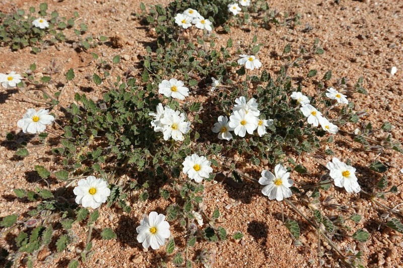 Monsonia umbellata