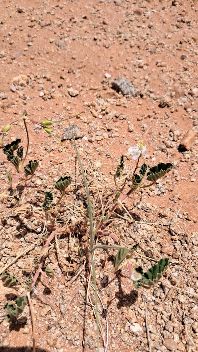 Monsonia umbellata photo 2
