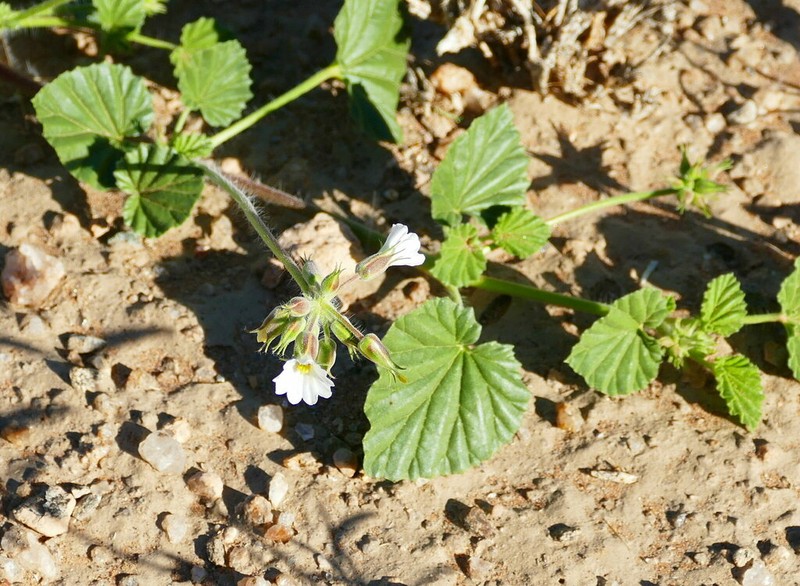 Monsonia umbellata photo 3