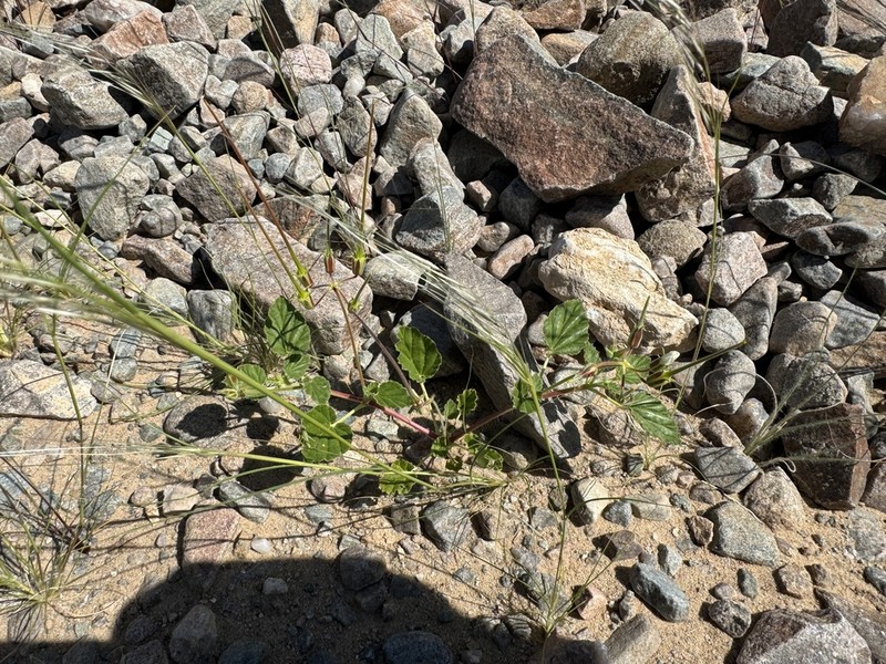 Monsonia umbellata photo 4
