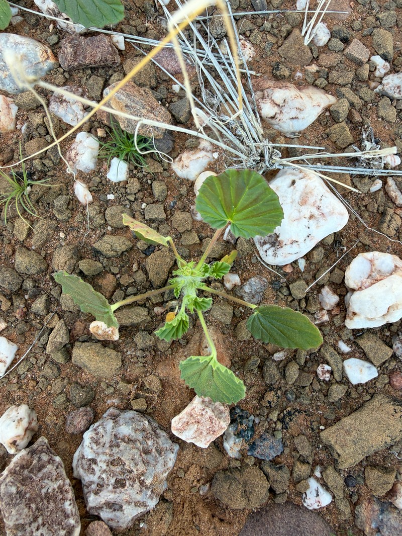 Monsonia umbellata photo 5