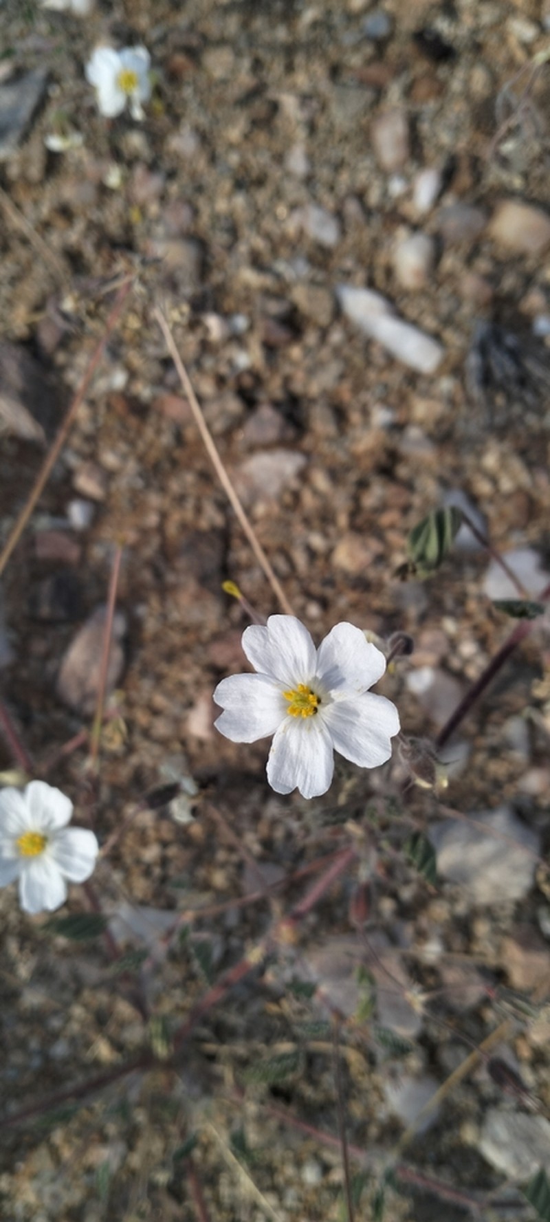Monsonia umbellata photo 6