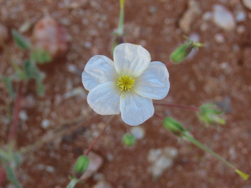 Monsonia umbellata photo 7