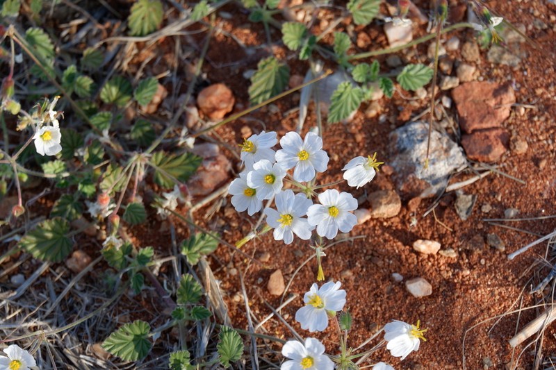 Monsonia umbellata photo 8