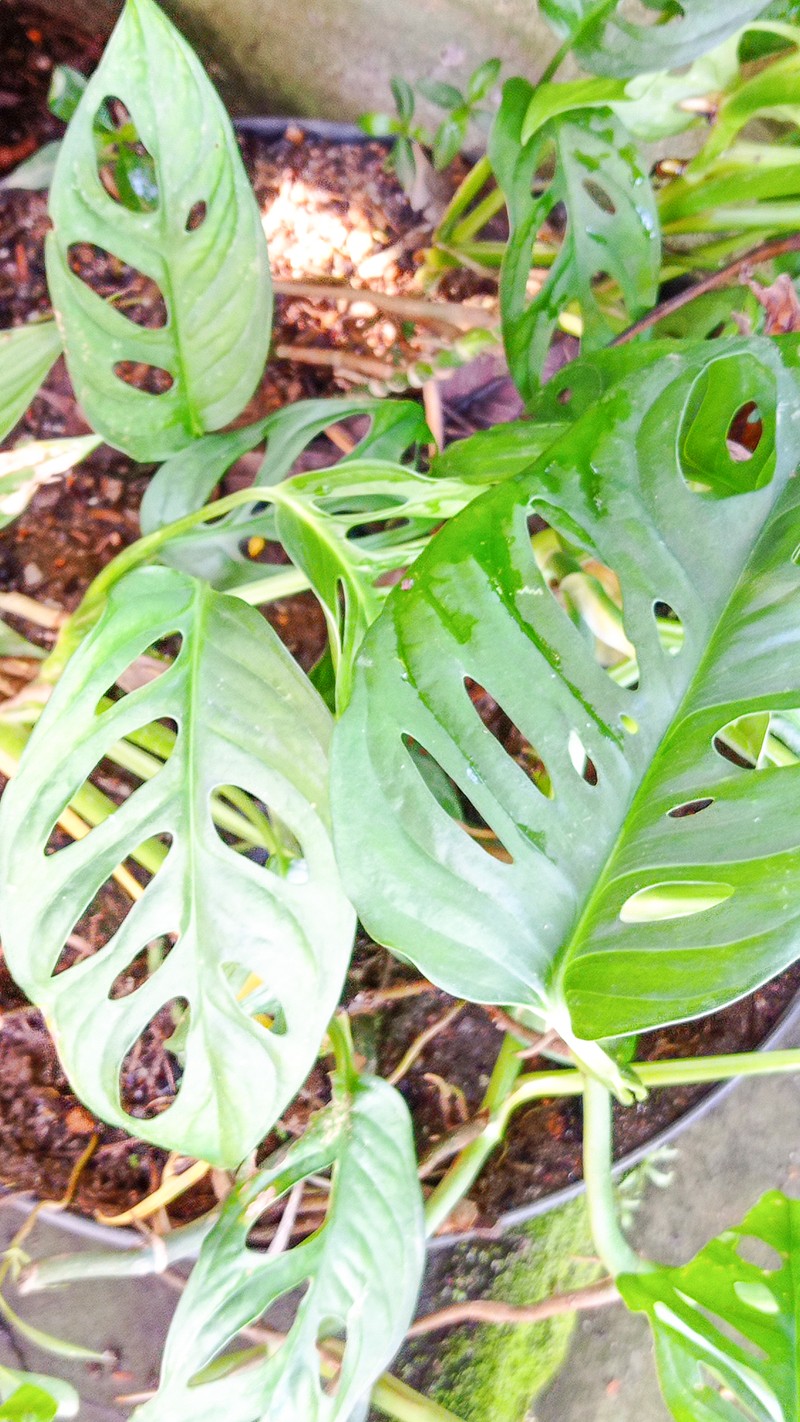 Adanson's Monstera photo 5