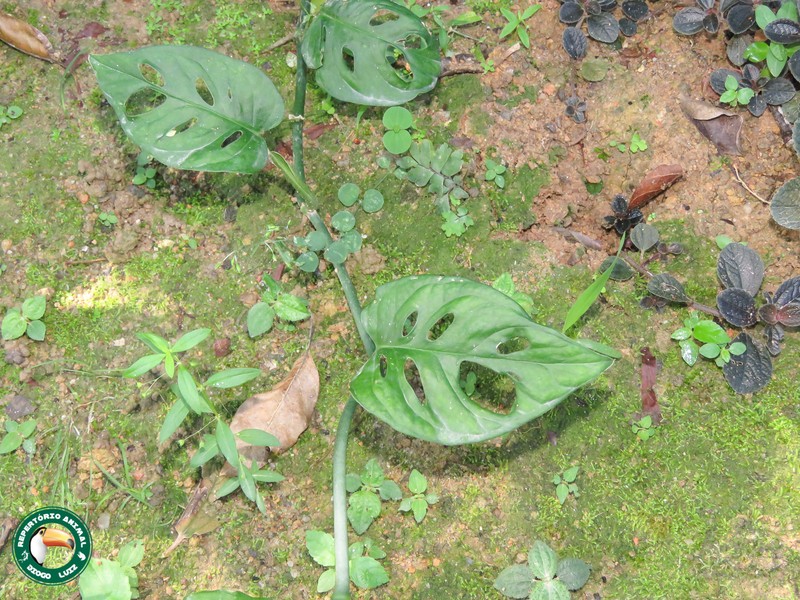 Adanson's Monstera photo 6