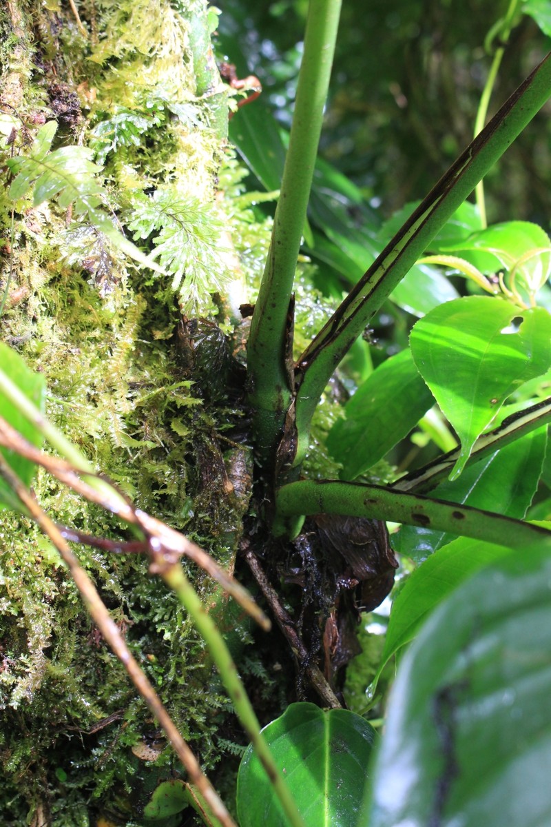 Adanson's Monstera photo 2