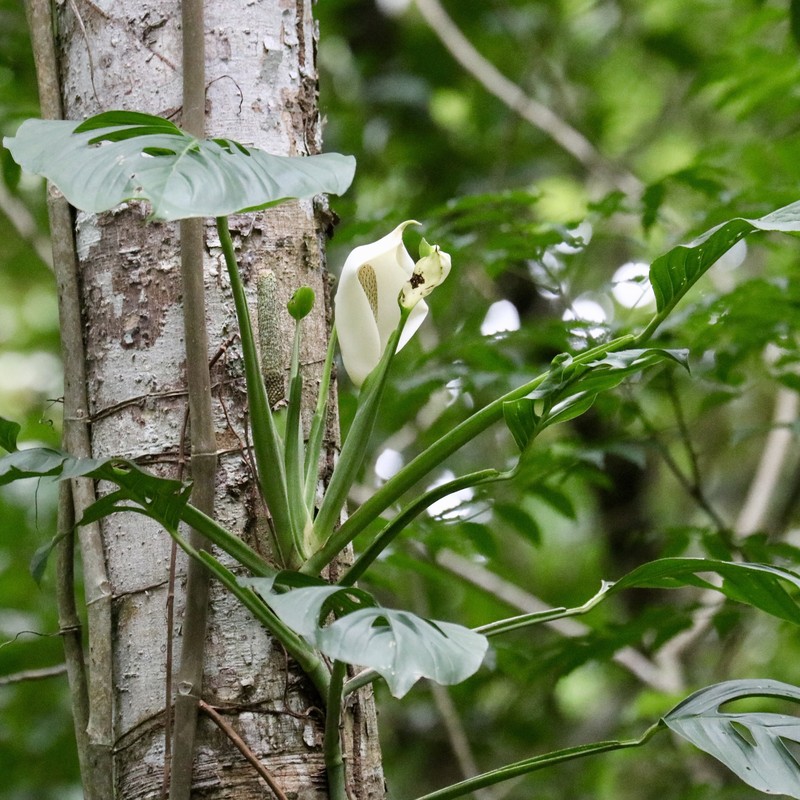 Adanson's Monstera photo 3