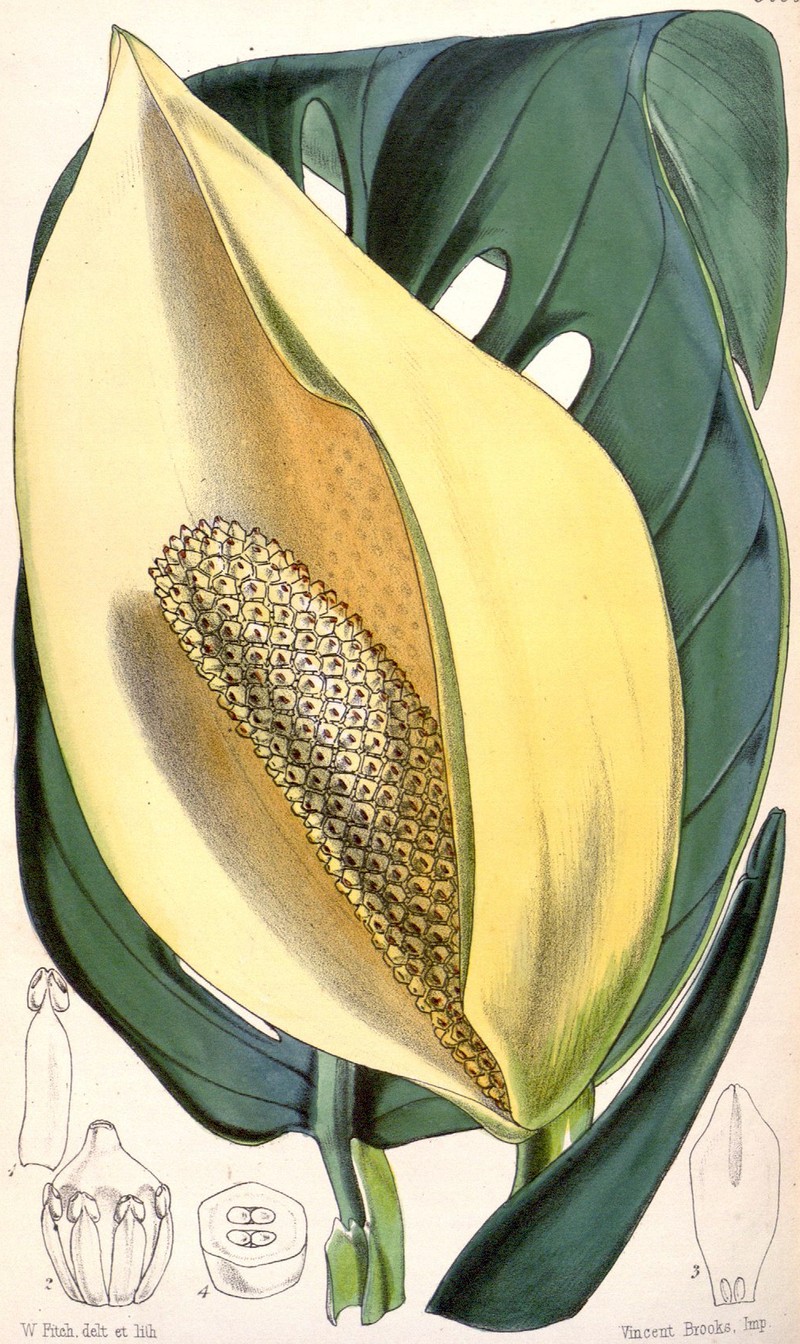 Adanson's Monstera photo 4