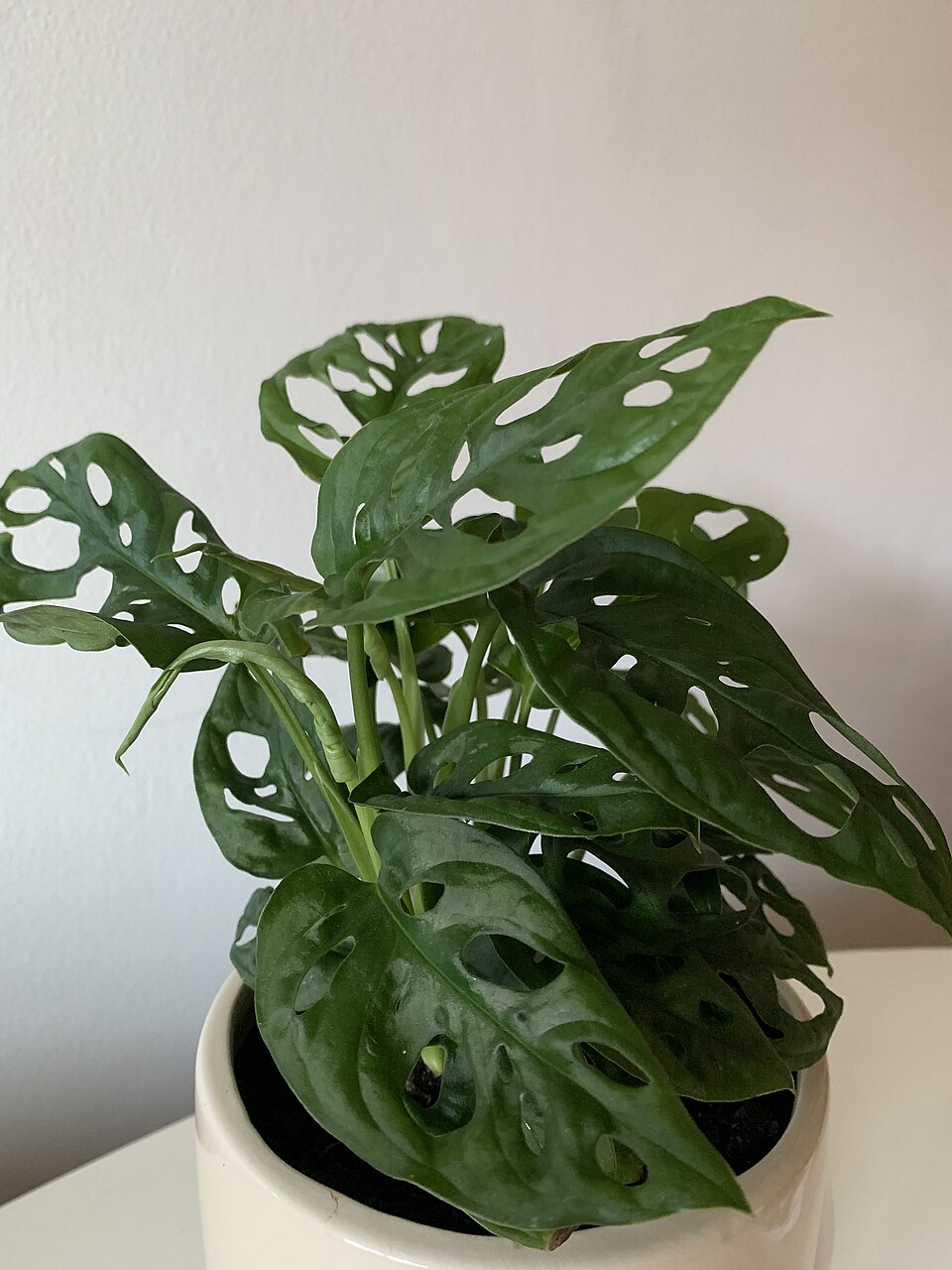 Adanson's Monstera photo 7