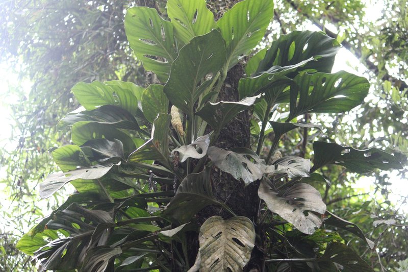 Adanson's Monstera photo 8