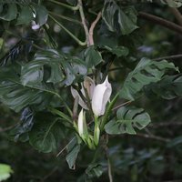 Adanson's Monstera