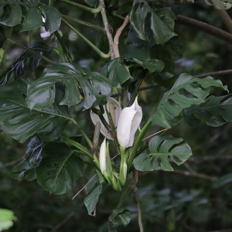 Adanson's Monstera