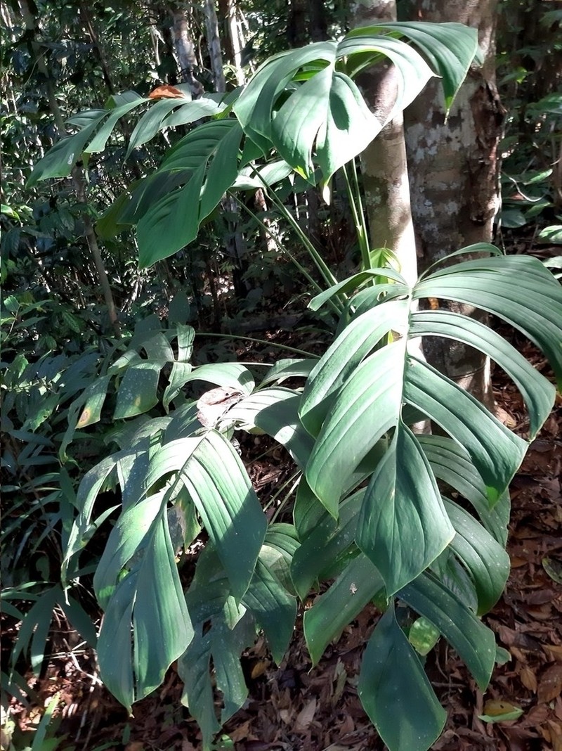 Monstera bocatorensis