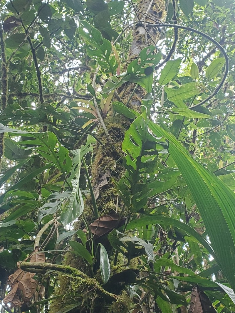 Monstera cedenoi