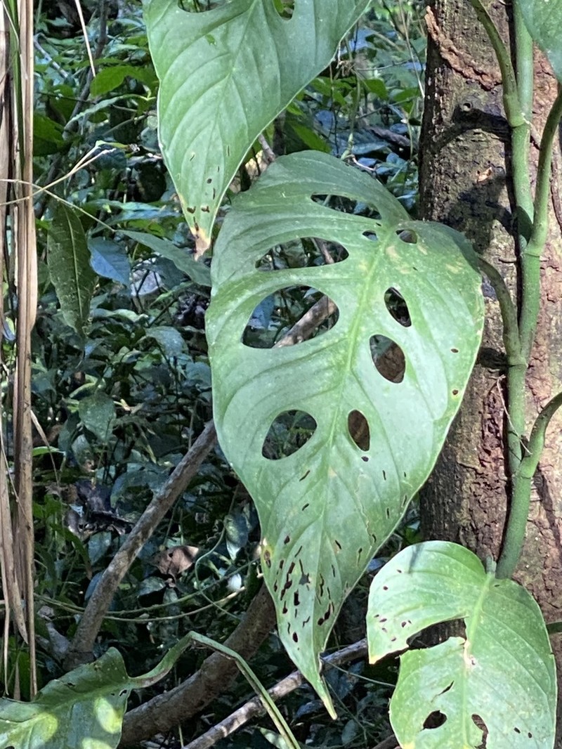 Monstera cedenoi photo 2