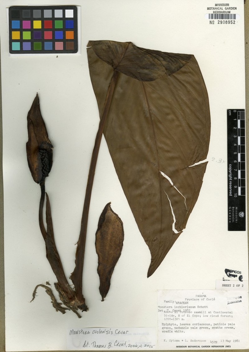 Monstera coclensis photo 3