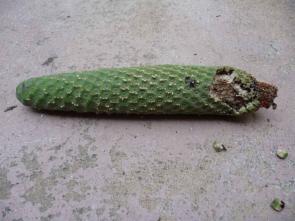 Tarovine photo 6