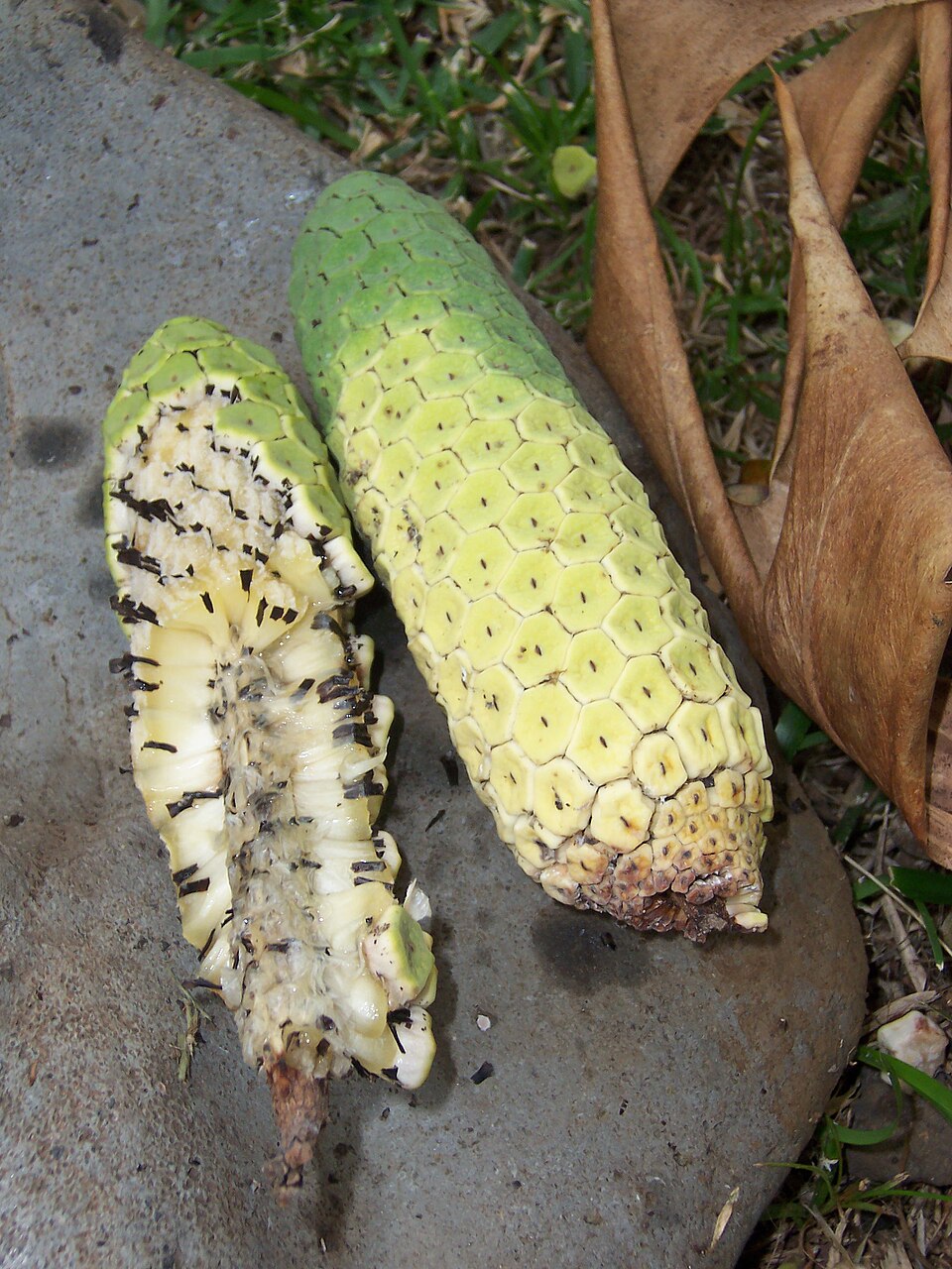 Tarovine photo 7