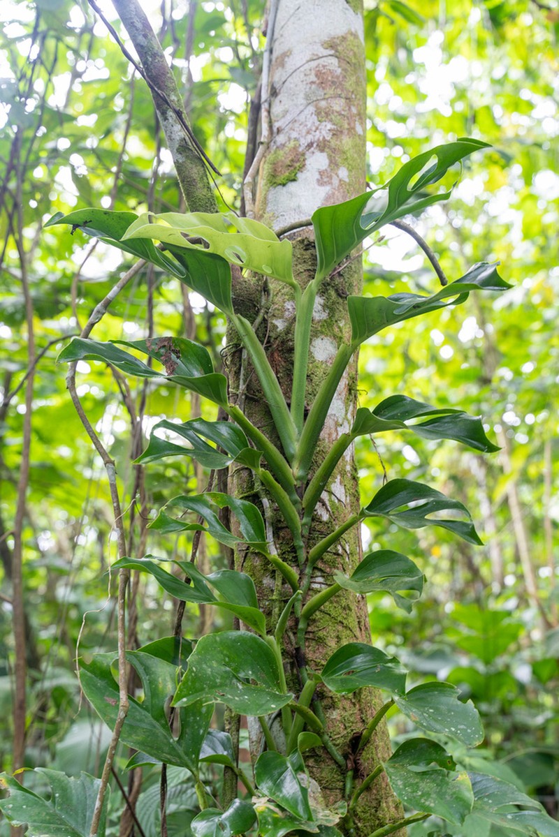 Monstera donosoensis