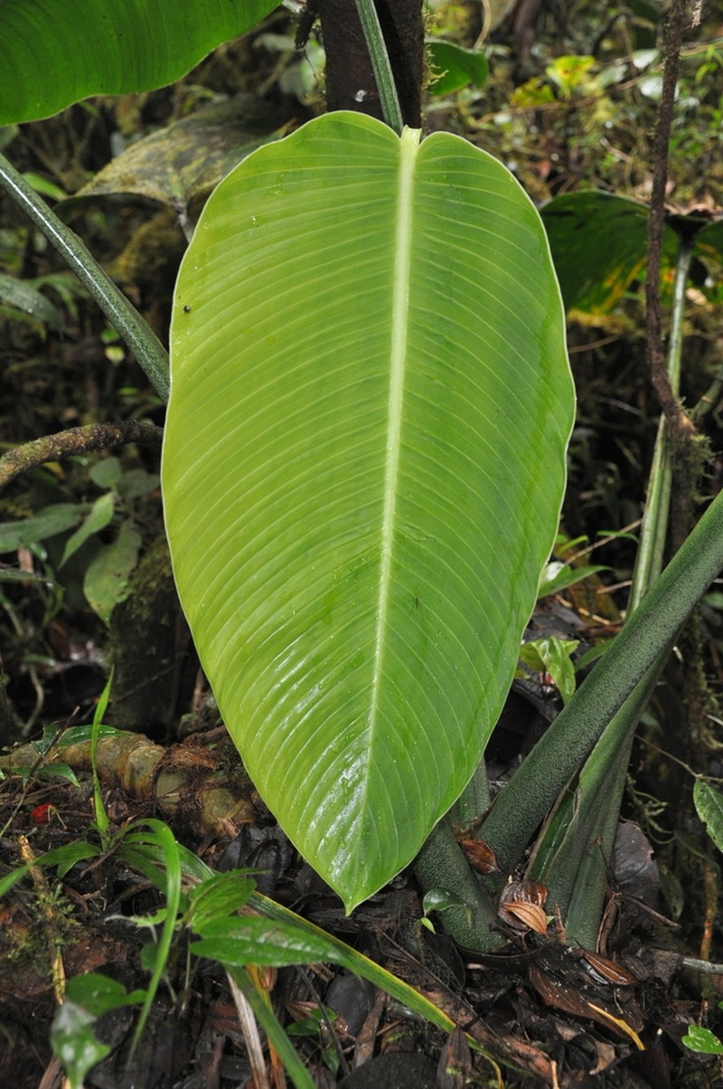 Monstera gigas