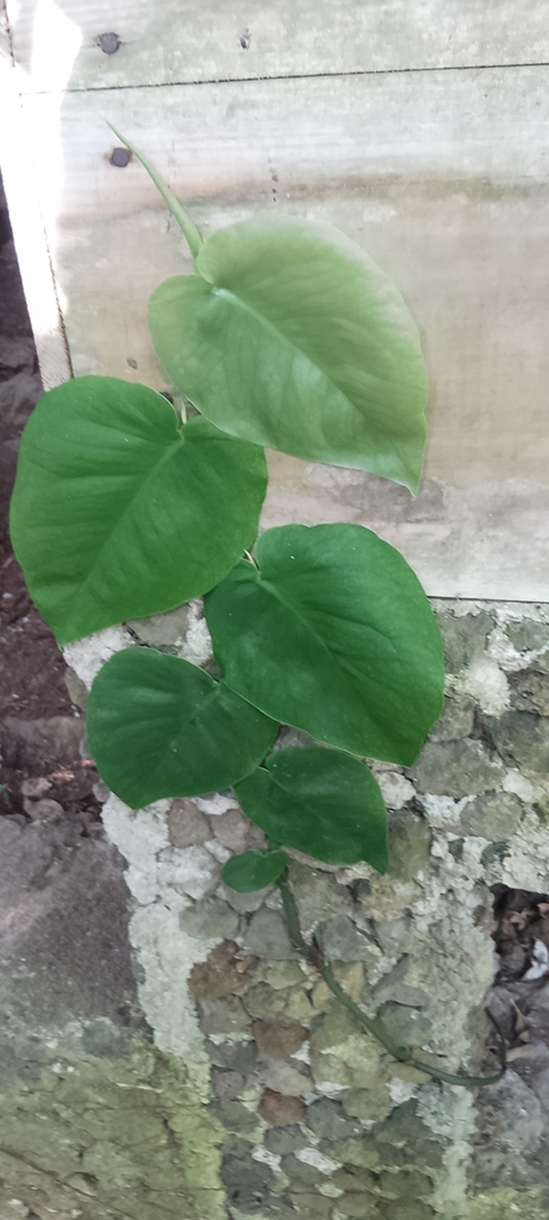 Monstera guzmanjacobiae