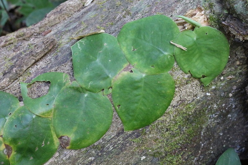 Monstera guzmanjacobiae photo 4
