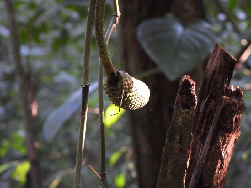 Monstera guzmanjacobiae photo 5